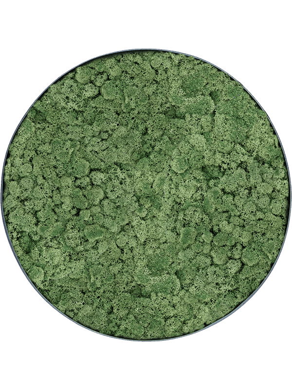 Mosgroen rendiermos in antraciet frame