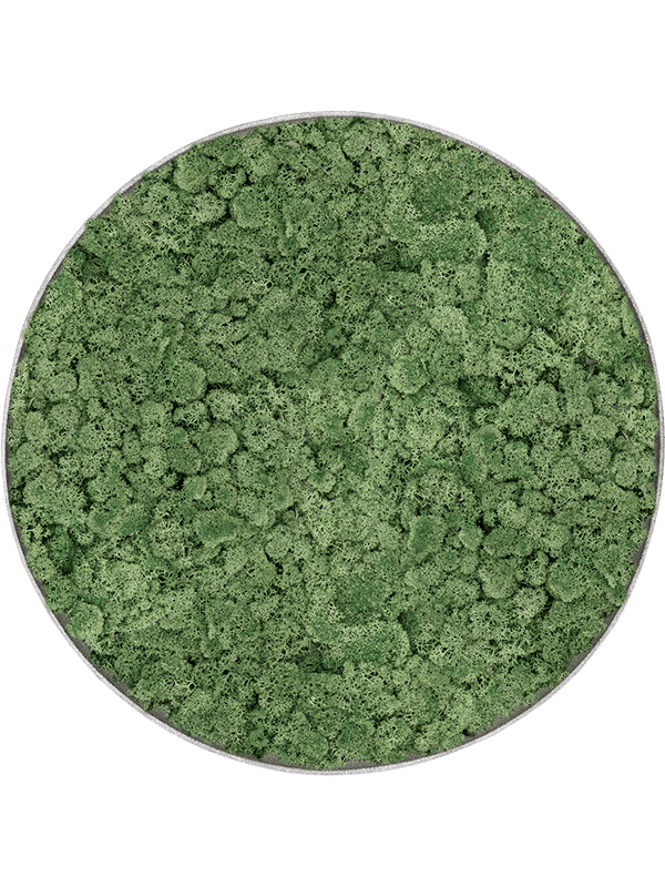 Mosgroen rendiermos in naturel betonlook frame
