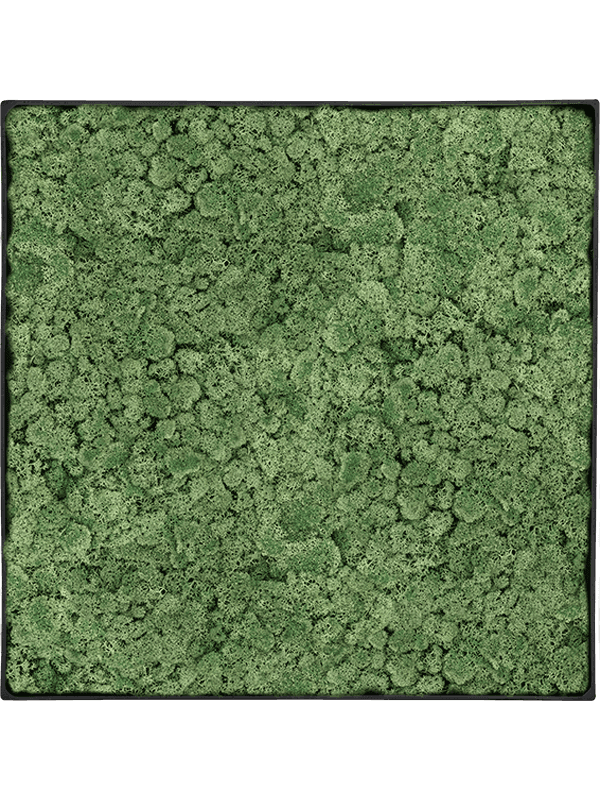 Nova Frame Anthracite-concrete 100% Rendiermos (Mosgroen)